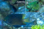 Jewel Damsel (Plectroglyphidodon lacrymatus)